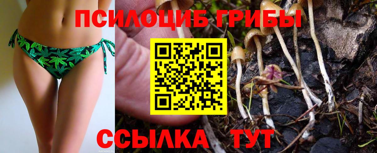 Псилоцибиновые грибы Psilocybine cubensis Михайловск